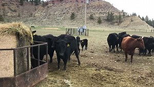 524K views · 3.4K reactions | Not only am I very grateful and happy with the new McCormick Tractors but i think the momma cows are as well! Thank you McCormick Tractors for all you do! The Ranch, cattle and myself appreciate you | Jess Lockwood | Facebook