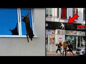Dogs end their lives by jumping off buildings due to the stress of confinement