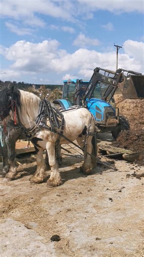 689K views · 2.9K reactions | Loading up! The 2 stallions waiting patiently while Mike demonstrates why he prefers driving horses to tractors 藍 | Hitch In Farm Working Horses | Facebook