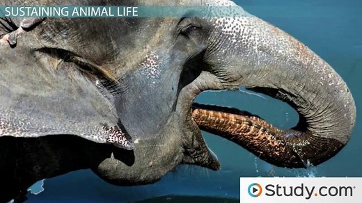 How Earth Materials Sustain Animal and Plant Life