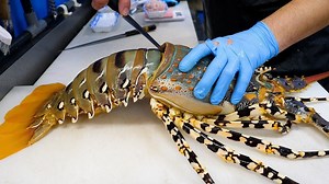 Giant Rainbow Lobster Cutting Master | Awesome Fresh Food