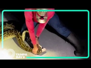 The longest-ever python to be captured gets caught in Florida
