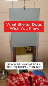 16 reactions | These facts about shelter dogs will change how you see adoption  Shoutout to our friends at @haws_waukesha for being the heroes these pups need every day. Every dog deserves a second chance. #nationalmuttday #charleebear #houndandgatos #adopt #dogs #AdoptDontShop #rescuedogs | Charlee Bear Dog Treats | Facebook
