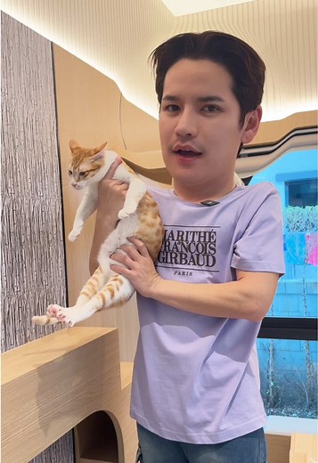 ถ้าถามว่าแมวตัวไหนดื้อที่สุดในบ้าน…. 🤣 #ทรายแมว #ทรายแมวเต้าหู้ #chawcat #ทรายแมวchawcat #ทาสแมว #ทรายแมวแห่งปี #ชาวแมวรู้ดีทรายดีต้องชาวแคท #taostp