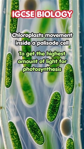 Movement of Chloroplast in Plant Cells | IGCSE Biology #igcse2026 #igcsebiology #biologynotes