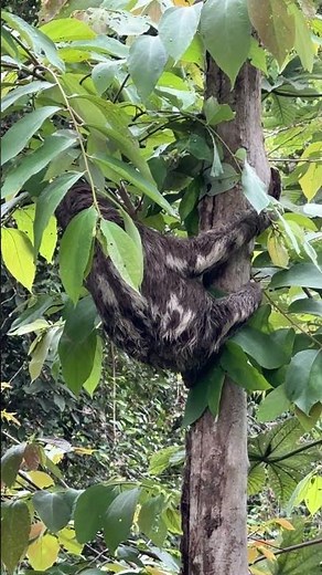 Sloth in the Amazon Rainforest.