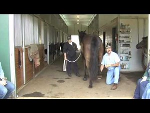 Horse Massage:Working with the Horse's Hind Legs using The Masterson Method®