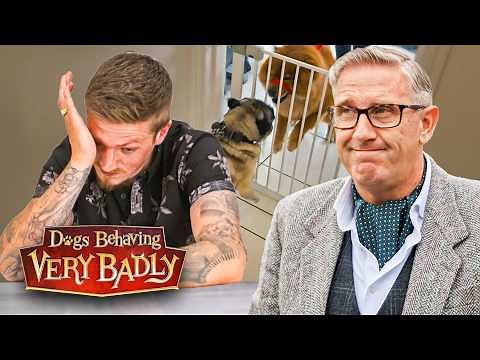 From Best Friends to Sworn Enemies! | Dogs Behaving Very Badly