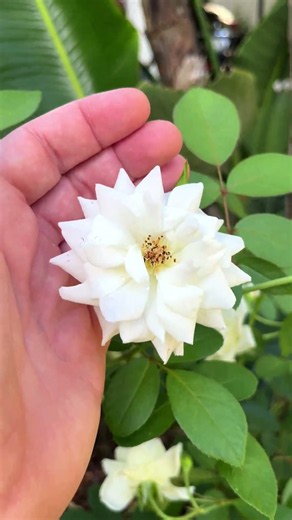Every Garden Needs These Roses!