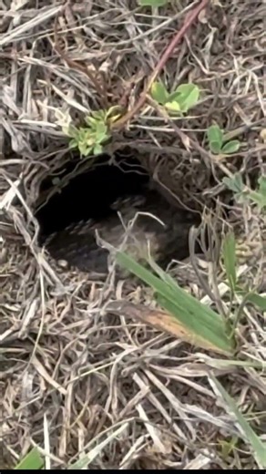 Vidéo impressionnante d'un serpent sous les branchages 😮