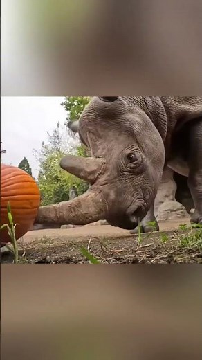 Facts about the rhinoceros