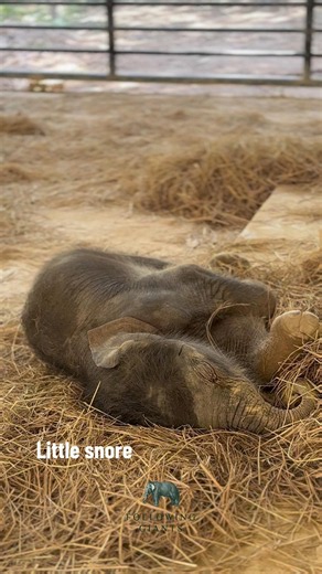 Baby elephant Monty-Aaron snores while his mum watches over him.