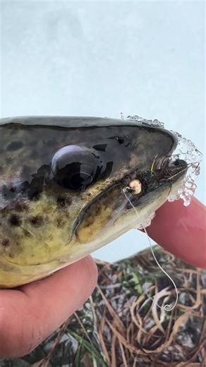 Connecticut Ice Fishing: What You Need to Know