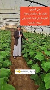 علامات ارتفاع الملوحة على نبات الخيار في البيوت المحمية #زراعة #البيوت_المحمية #تسميد #الزراعة