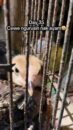 Hallo para suhuu nak ayam ku pada kediningan apakh ada solusi?😭#anakayam🐣 #ayampamaiq #dat35 #peternakmuda #ayamjagoindonesia
