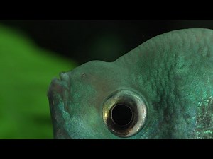 Andy The Angry Angelfish