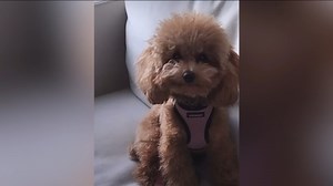 Manhattan community demands action after toy poodle killed amid string of dog attacks