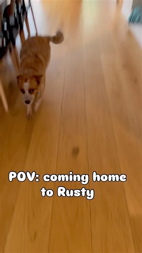 Coming home to your dog | HERO’S WELCOME