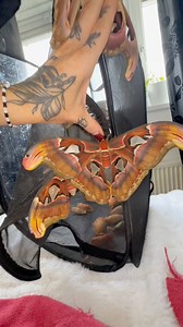 560K views · 15K reactions | The giant atlas moth! | Jumping spider & Moth life | Facebook