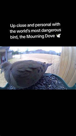 The bird watcher 🐦 🦜 🦚 (@thechirpchirpwatcher)’s videos with Winter Mood Piano and Sax - JAZZ BGMS