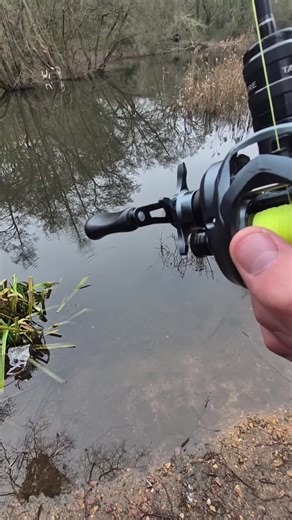 Perch drop-shot fishing at Local lake , any tips? #perchfishing #pov #fishing #viral #fyp