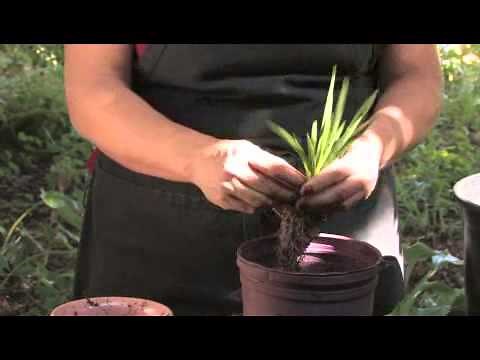 How to Plant Freesias