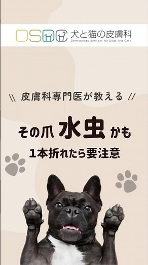 [Dog and Cat Dermatology] Check! It might be athlete's foot on your nails... Dogs can get athlete...