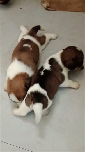 shitzubeagle mix #shortvideo #beaglemix #beagle #shitzu