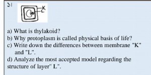 31a) What is thylakoid?b) Why protoplasm is called physical b... | Filo