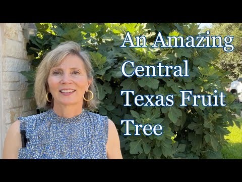 An Amazing Central Texas Fruit Tree