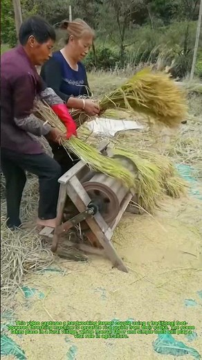 🌾 Old-School Rice Threshing! Farmer Couple’s Simple & Efficient Method