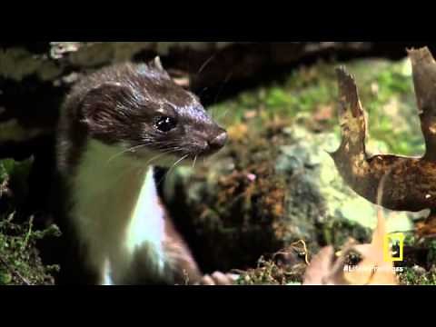 Secret Life of Predators Stealth