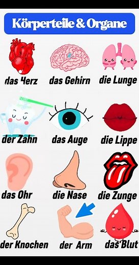 Körperteile und Organe | Deutsch Lernen | A1 Deutsch für Anfänger 🇩🇪