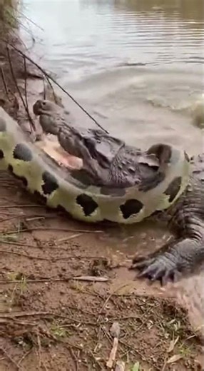 dangerous python swallows crocodile