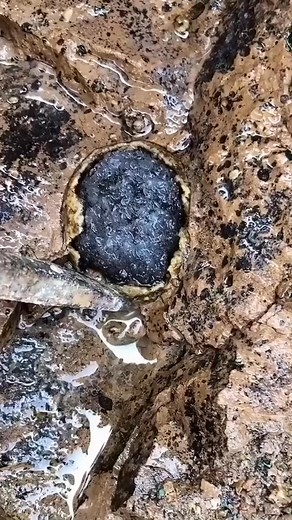 #necklace #tourmaline #gem #carnelian #Hunter #crystals #agate #mineral #diamond #nature | Stone Jewelry