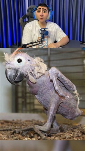 What would animals look like if they were bald?