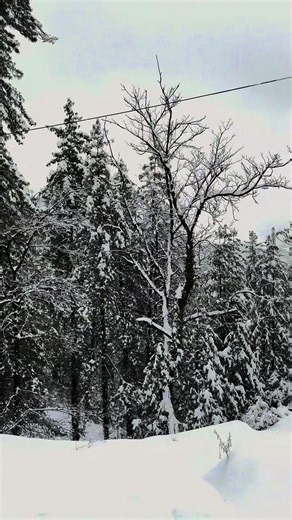 Snowfall in Murree, Pakistan - January 2026