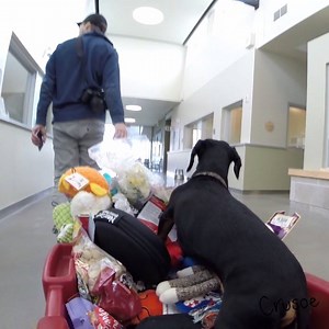 3.7M views · 25K reactions | "TODAY IS MY BIRTHDAY, lucky #7, and I did something rather unconventional.." ~ Crusoe | Crusoe the Celebrity Dachshund | Facebook