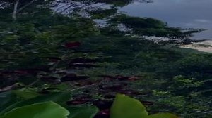 🔁 Repost from @laurag_ets "Mantled Howler Monkey in coastal jungle- I recorded this with a pair of omnidirectional mics" 🐒 🌴 | Pro Sound Effects