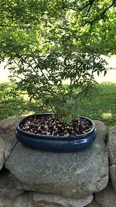 A reflection from Barbara Brown Taylor on lessons learned from a bonsai tree. | Barbara Brown Taylor