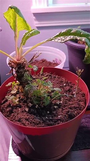 making a planter out of my squirrel gun shell casing.