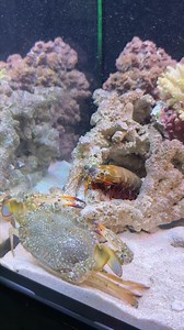 Mantis Shrimp And Big Crab Fighting! 😱 | Tucan Aquatics