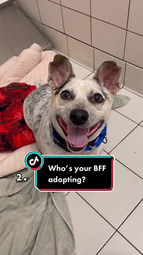 Which pup would your bestie choose? 🐶💞 #shelterdogs #adoptme #minneapolis #twincities #dogsofminnesota #rescuedogs