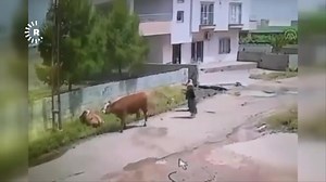 660K views · 1.8K reactions | Li navçeya Qoser a Mêrdînê elektrîkê çêlekek girt, çêlek telifî | Rudaw Kurmanci | Facebook