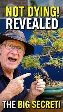 Yellow Needles on Your Pine Bonsai? Don't Panic #bonsai #pine #tips