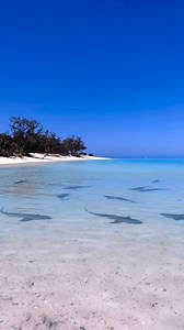 8K views · 325 reactions | Shark Bay of Heron Island - would you swim...