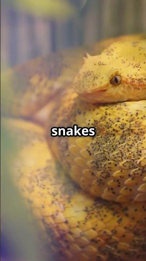 Snake Island: The Most Venomous Place on Earth!