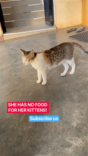 Helpless Mother Cat Has No Food for Her Kittens | A Heartbreaking Animal Story