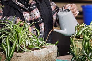 Refresh Your Plants With This Easy DIY Compost Tea