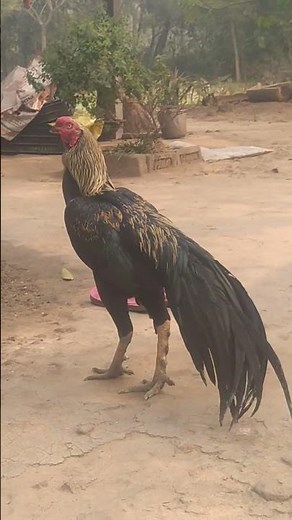 Transforming your aseel rooster a guide to quality #aseelmurga